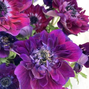 Anemone coronaria MISTRAL® 'Bordeaux' Anemone coronaria MISTRAL® 'Bordeaux'