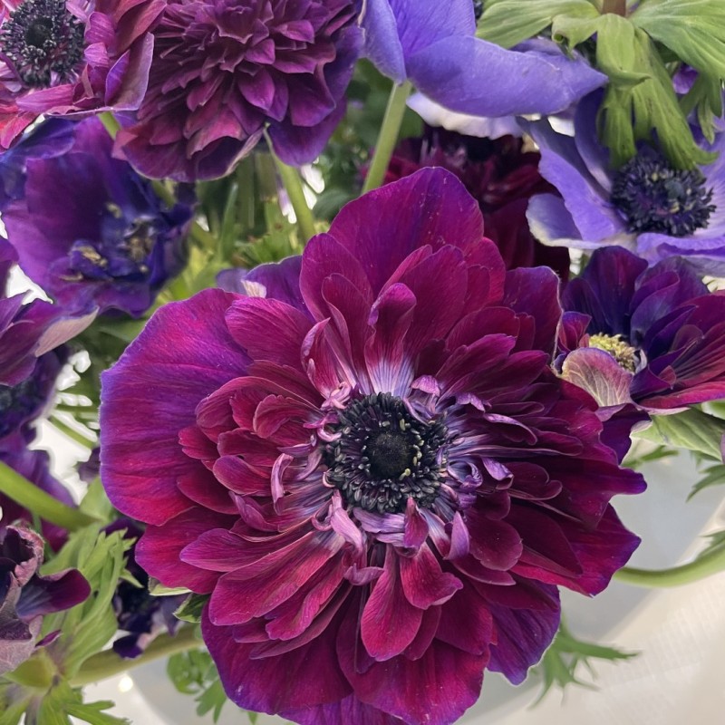 Anemone coronaria MISTRAL® 'Bordeaux' Anemone coronaria MISTRAL® 'Bordeaux'