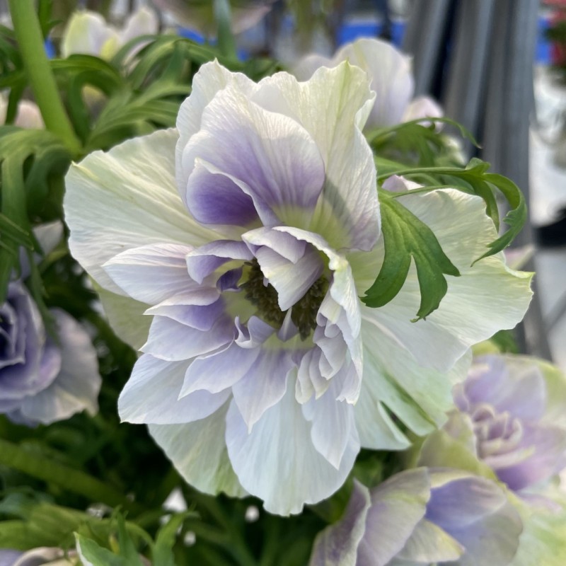 Anemone coronaria MISTRAL® 'Pale' Anemone coronaria MISTRAL® 'Pale'