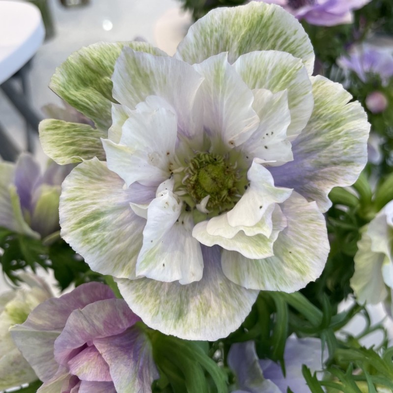 Anemone coronaria MISTRAL® 'Pale' Anemone coronaria MISTRAL® 'Pale'