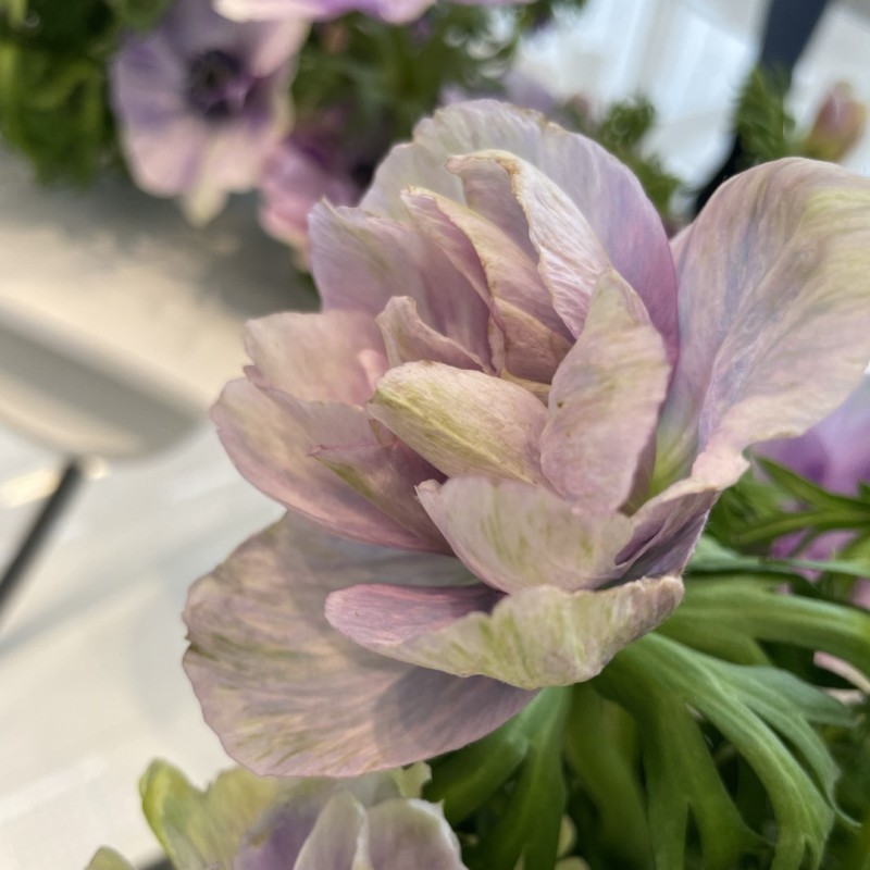 Anemone coronaria MISTRAL® 'Pale' Anemone coronaria MISTRAL® 'Pale'