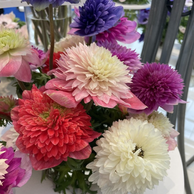 Anemone coronaria LEVANTE®-mix- Anemone coronaria LEVANTE®-mix-