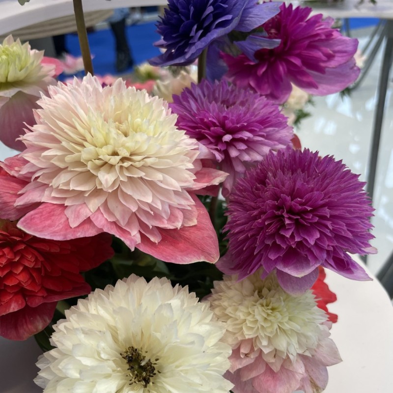 Anemone coronaria LEVANTE®-mix- Anemone coronaria LEVANTE®-mix-