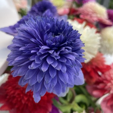 Anemone coronaria LEVANTE®-mix- Anemone coronaria LEVANTE®-mix-