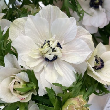 Anemone coronaria MISTRAL PLUS® 'Panda'
