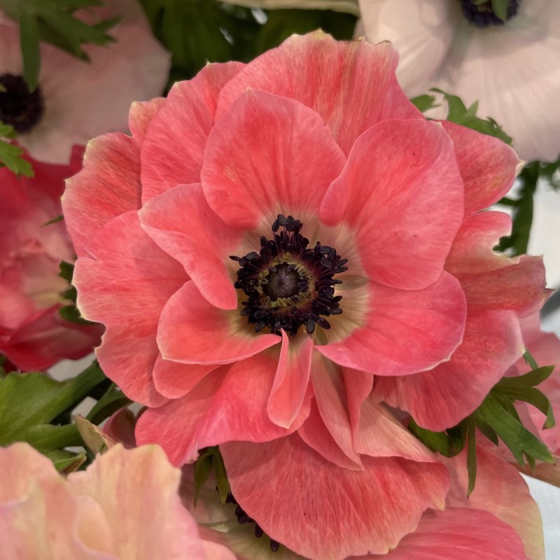 Anemone coronaria MISTRAL PLUS® 'Pinkie' Anemone coronaria MISTRAL PLUS® 'Pinkie'