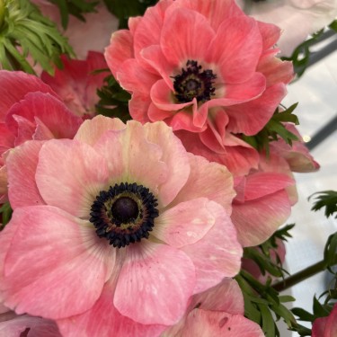 Anemone coronaria MISTRAL PLUS® 'Pinkie' Anemone coronaria MISTRAL PLUS® 'Pinkie'