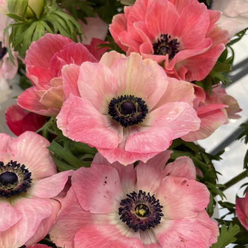 Anemone coronaria MISTRAL PLUS® 'Pinkie' Anemone coronaria MISTRAL PLUS® 'Pinkie'