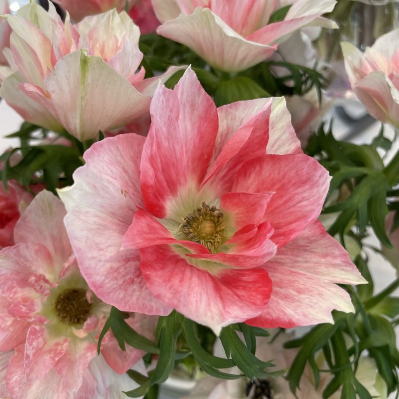Anemone coronaria MISTRAL® 'Rosa Chiaro' Anemone coronaria MISTRAL® 'Rosa Chiaro'