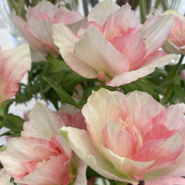 Anemone coronaria MISTRAL® 'Rosa Chiaro' Anemone coronaria MISTRAL® 'Rosa Chiaro'