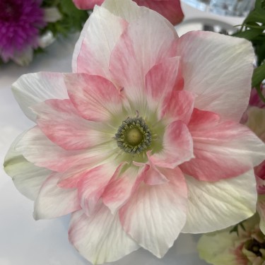 Anemone coronaria MISTRAL® 'Rosa Chiaro' Anemone coronaria MISTRAL® 'Rosa Chiaro'