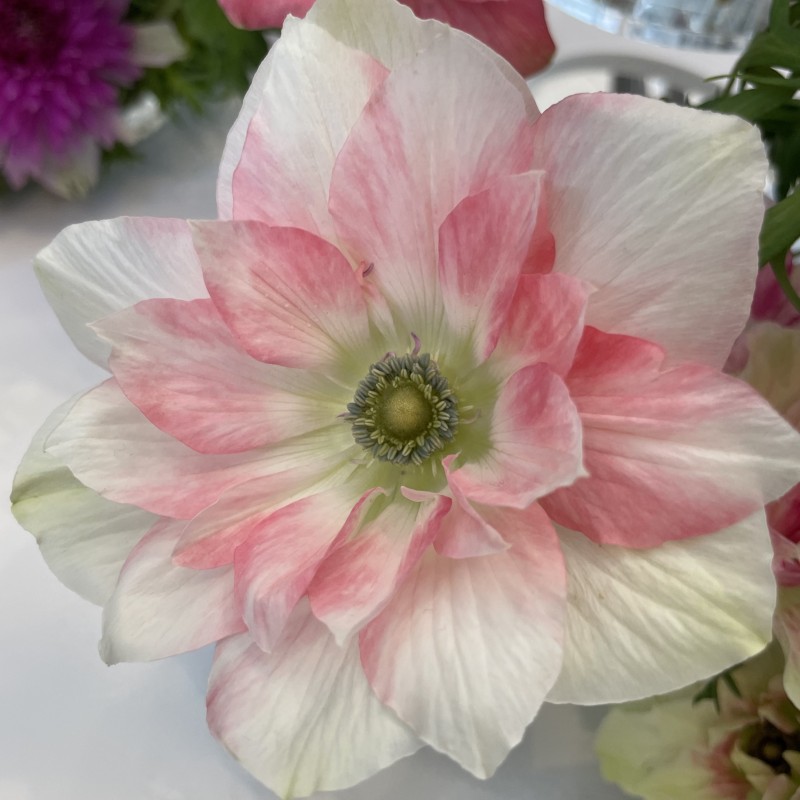 Anemone coronaria MISTRAL® 'Rosa Chiaro' Anemone coronaria MISTRAL® 'Rosa Chiaro'