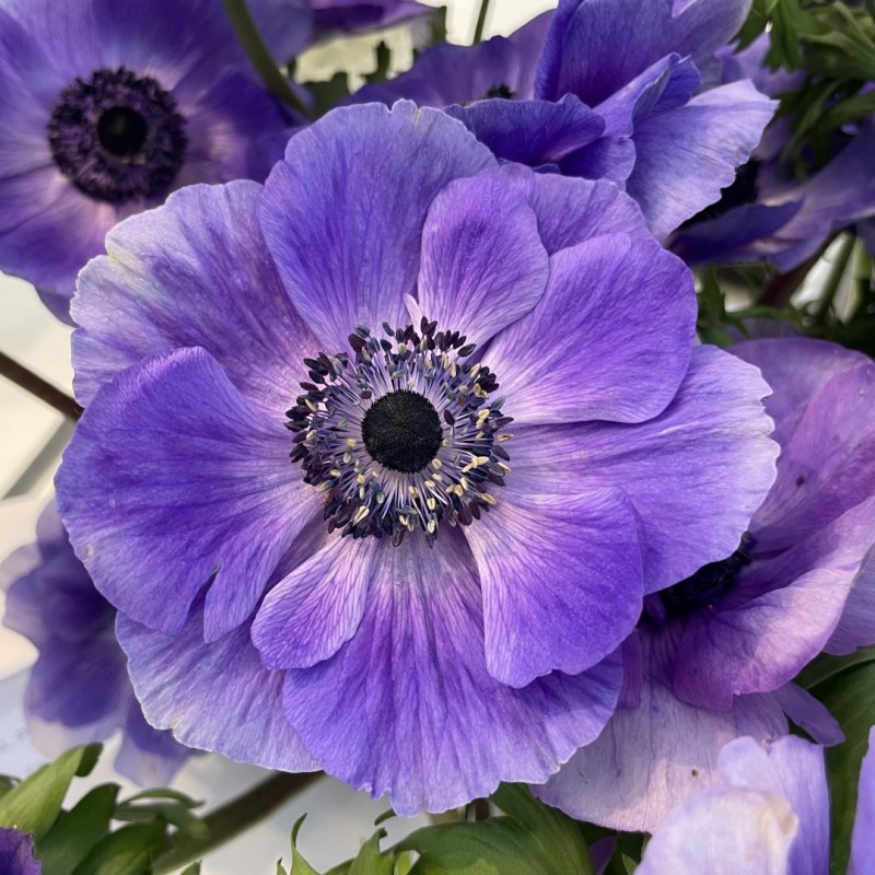 Anemone coronaria MISTRAL PLUS® 'Blu' Anemone coronaria MISTRAL PLUS® 'Blu'