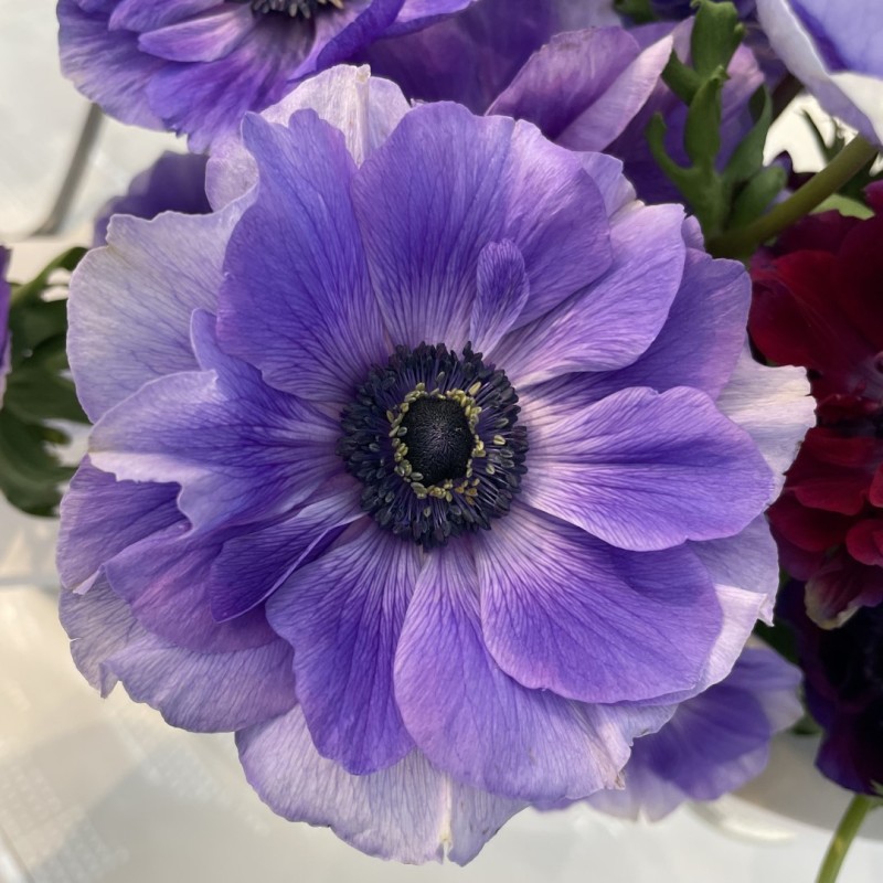 Anemone coronaria MISTRAL PLUS® 'Blu' Anemone coronaria MISTRAL PLUS® 'Blu'