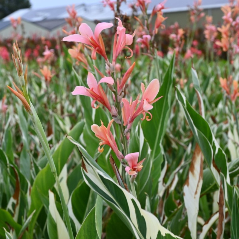 Canna 'Stuttgart'