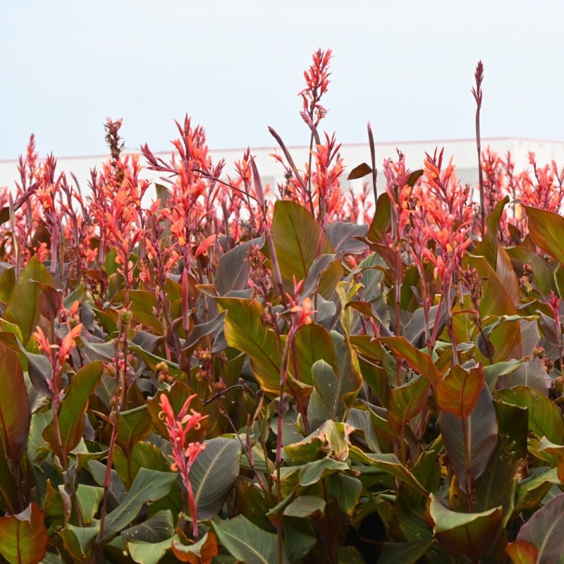 Canna edulis Canna edulis