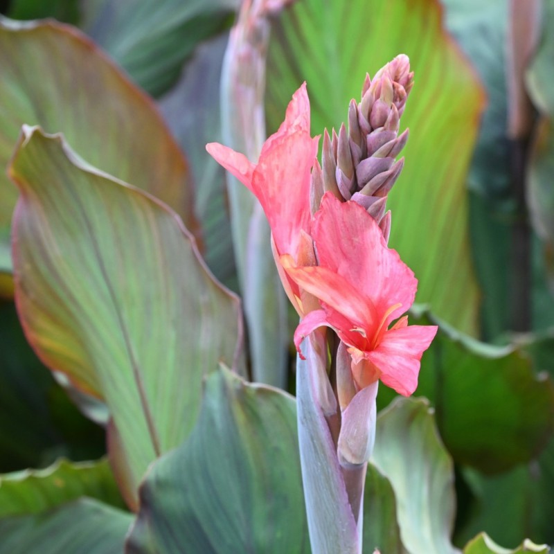 Canna 'Champion'