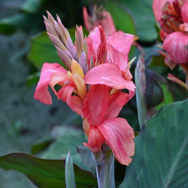 Canna 'Champion'