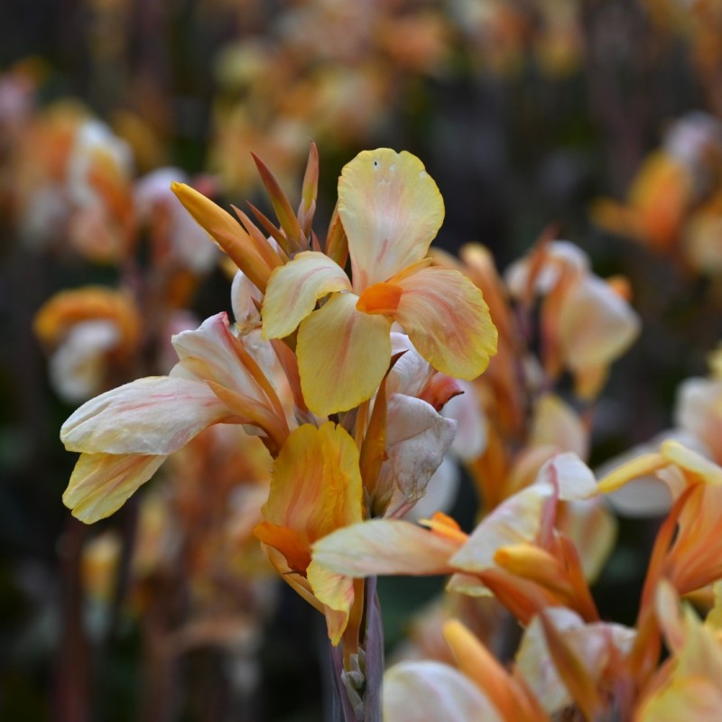 Canna 'Madame Angele Martin'