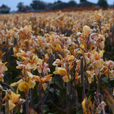 Canna 'Madame Angele Martin'