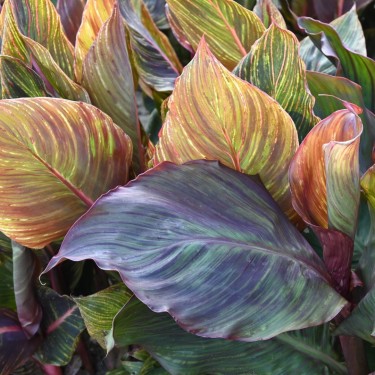 Canna 'Durban'