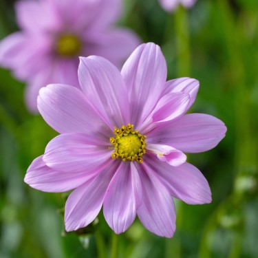 Cosmos peucedanifolius 'Flamingo'