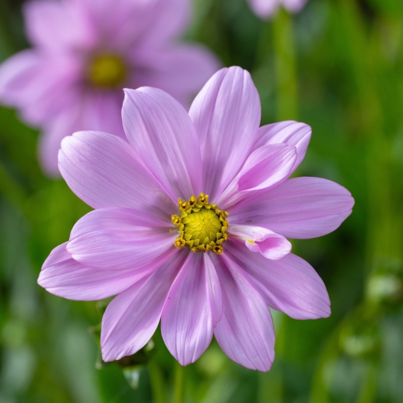 Cosmos peucedanifolius 'Flamingo'