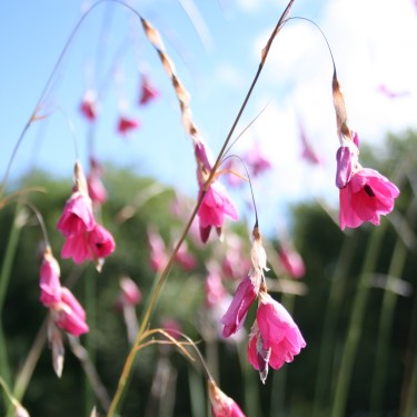 Dierama dracomontanum