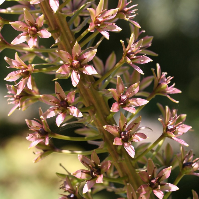 Eucomis pallidiflora subsp. pole-evansii -Dark Form- Eucomis pallidiflora subsp. pole-evansii -Dark Form-