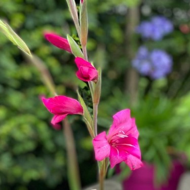 Gladiolus nanus 'Summer Jewel'