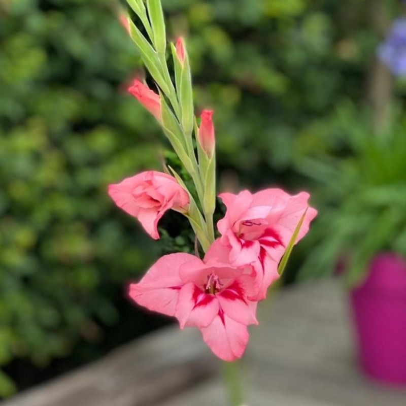 Gladiolus nanus 'Summer Love' Gladiolus nanus 'Summer Love'