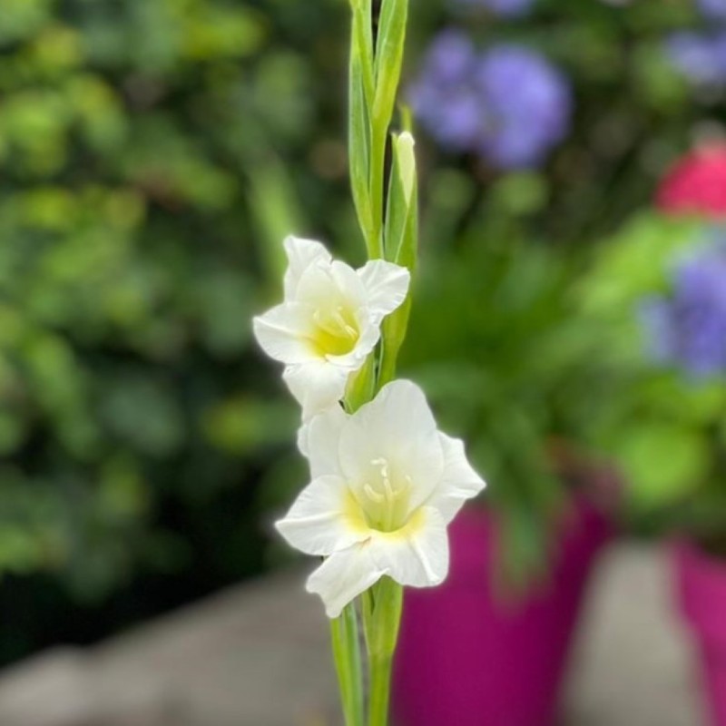 Gladiolus nanus 'Summer Bride' Gladiolus nanus 'Summer Bride'