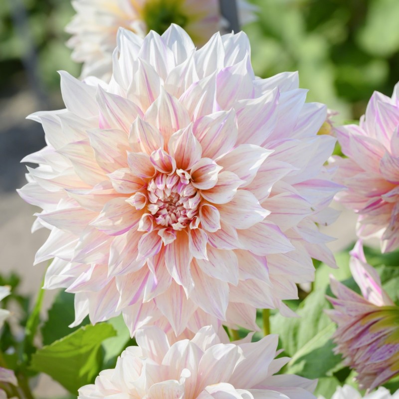 Dahlia 'Café au Lait Twist' Dahlia 'Café au Lait Twist'
