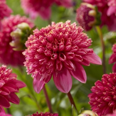 Dahlia 'Alyshia'