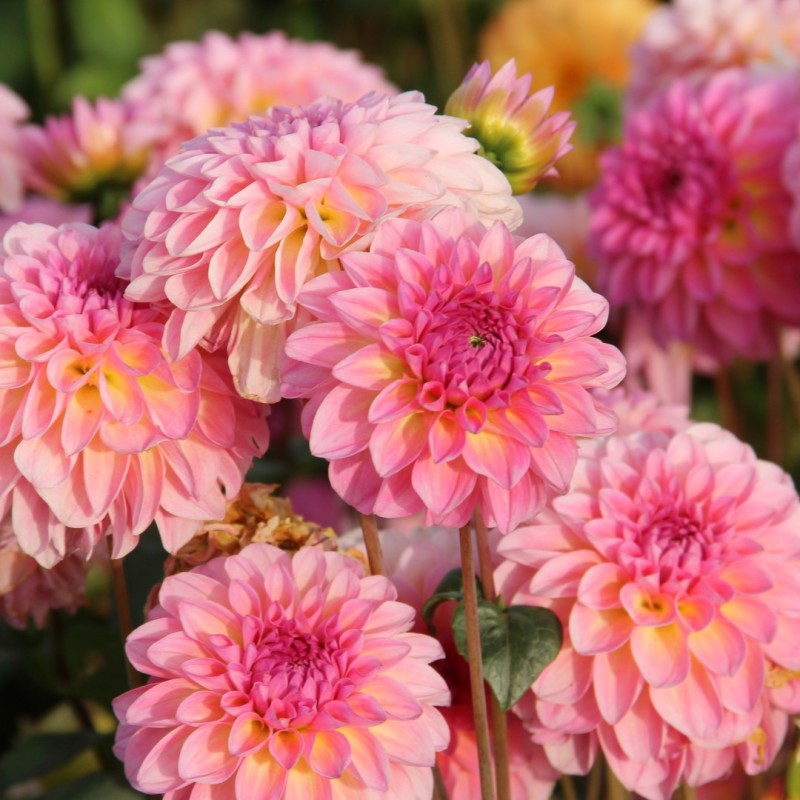 Dahlia 'Esli' Dahlia 'Esli'