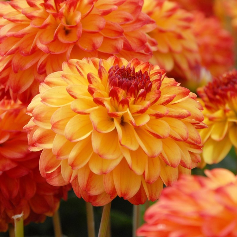Dahlia 'Icoon'