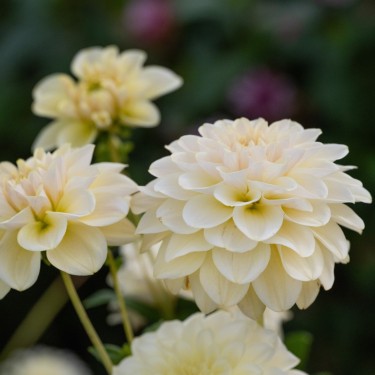Dahlia 'Caramel Antique'