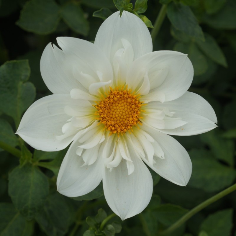 Dahlia 'Impression Flamenco'