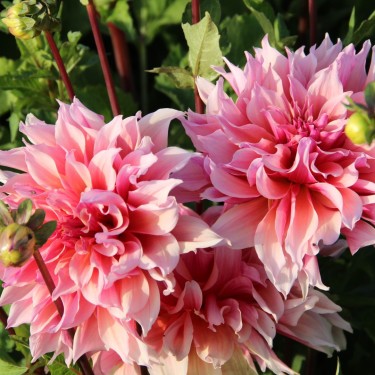 Dahlia 'Labyrinth'