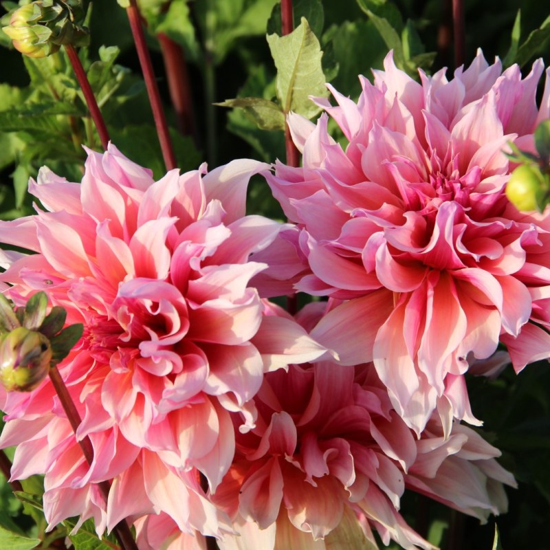 Dahlia 'Labyrinth'