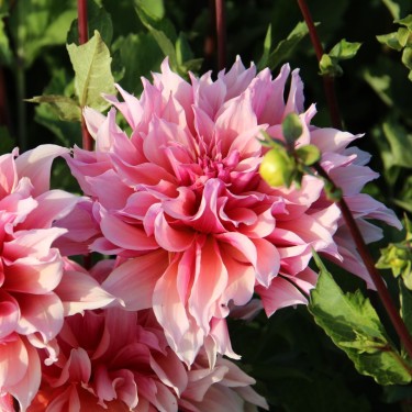Dahlia 'Labyrinth'