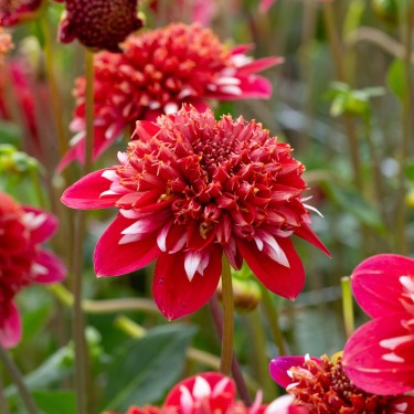 Dahlia 'Speech'