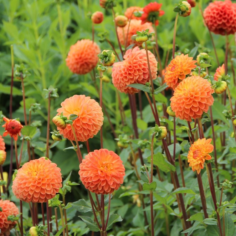 Dahlia 'Souvenir d' Été'