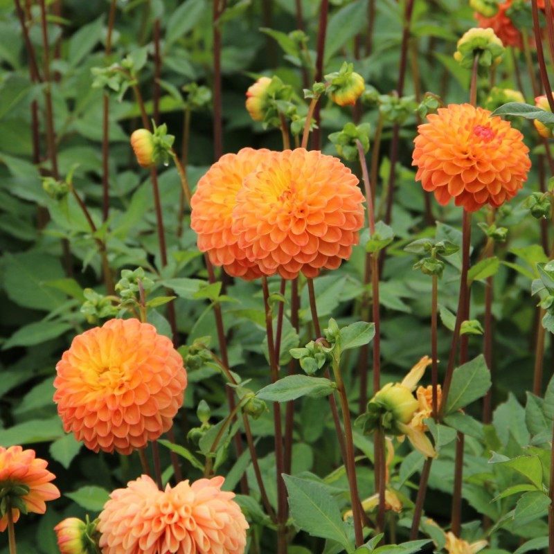 Dahlia 'Souvenir d' Été'