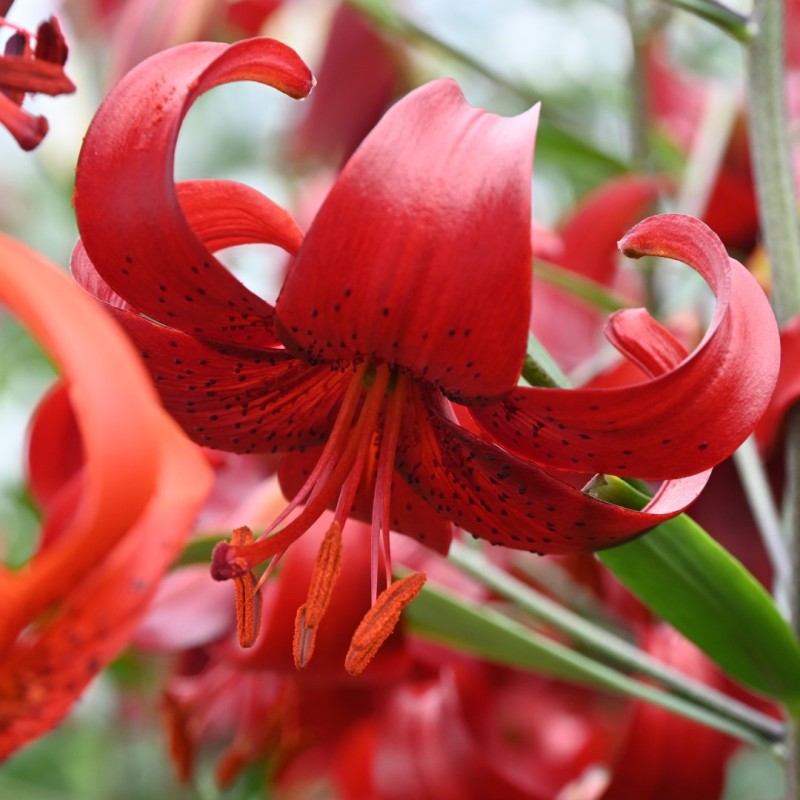 Lilium 'Red Velvet' Lilium 'Red Velvet'