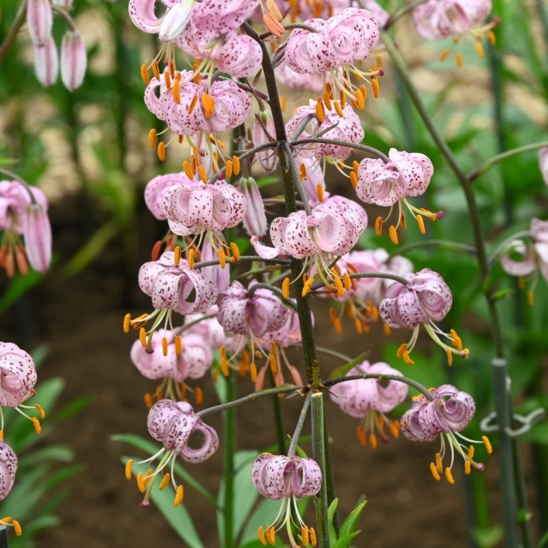 Lilium martagon 'Purple Morning' Lilium martagon 'Purple Morning'