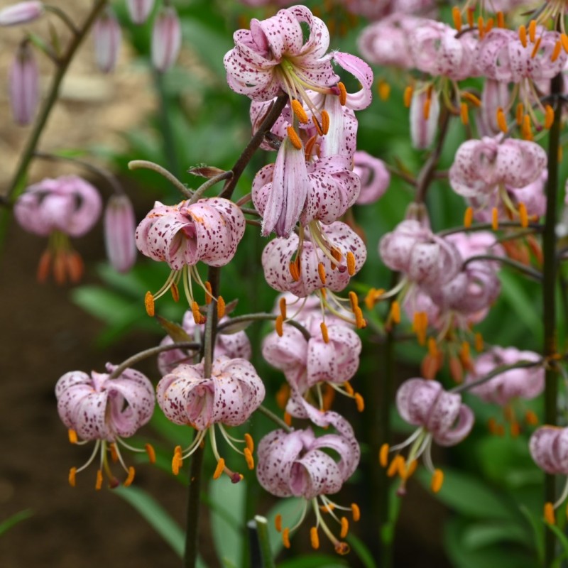 Lilium martagon 'Purple Morning' Lilium martagon 'Purple Morning'