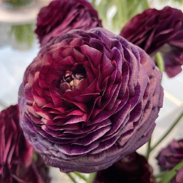 Ranunculus ELEGANCE® 'Viola'