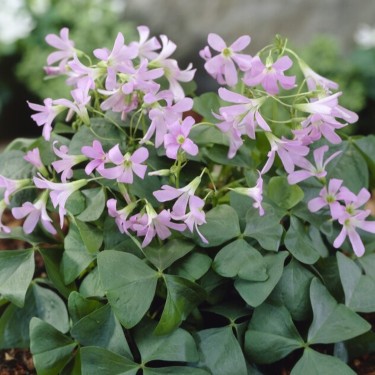 Oxalis triangularis 'Amber' ®
