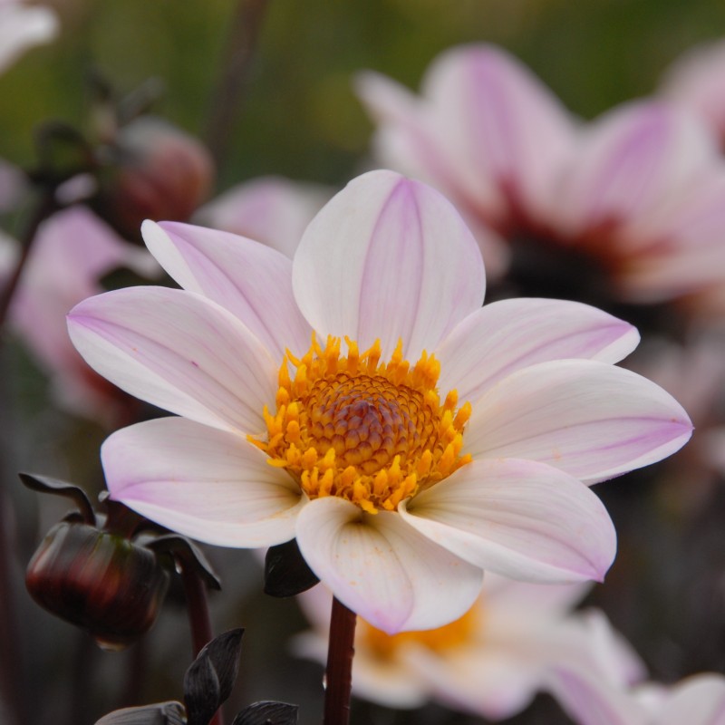 Dahlia 'Happy Single Princess' ® Dahlia 'Happy Single Princess' ®